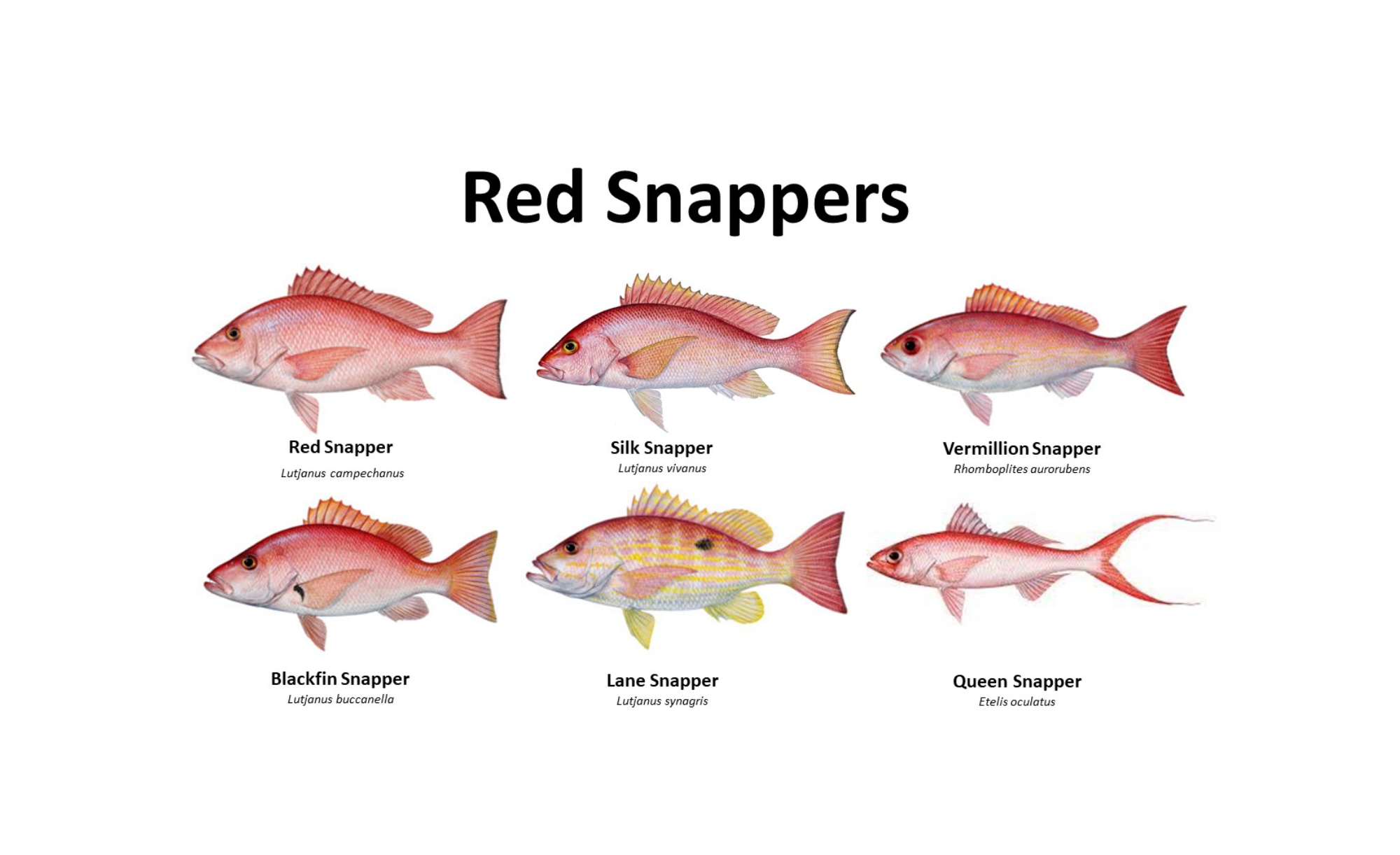 Variety Snapper Species